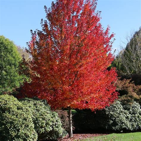 紅楓|Acer rubrum